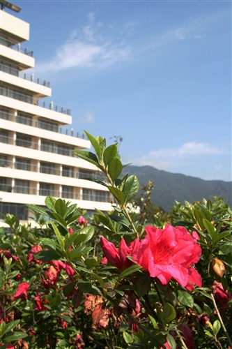 蘭陽校園杜鵑花