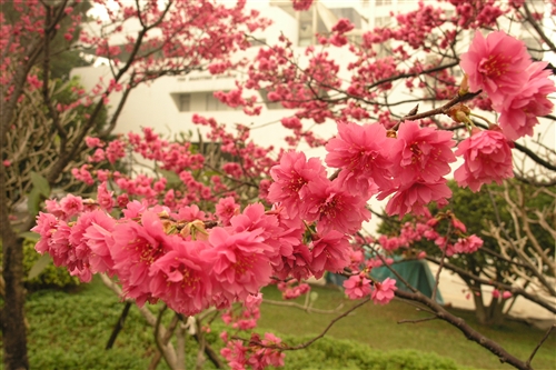 櫻花