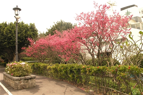 櫻花