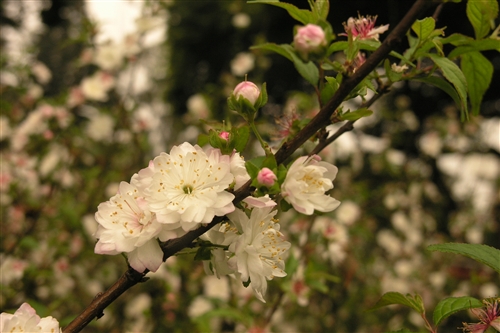 西洋梅-會文館前