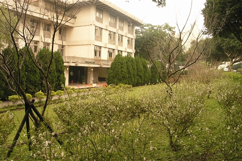 西洋梅-會文館前