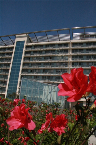 蘭陽校園杜鵑花