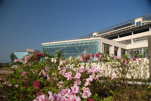 蘭陽校園杜鵑花