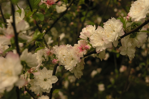 西洋梅-會文館前