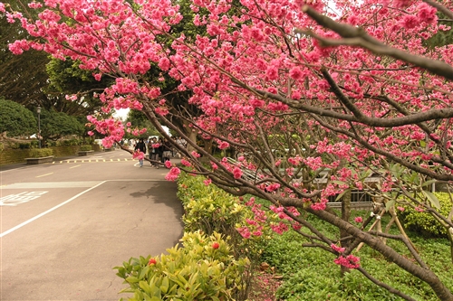 櫻花