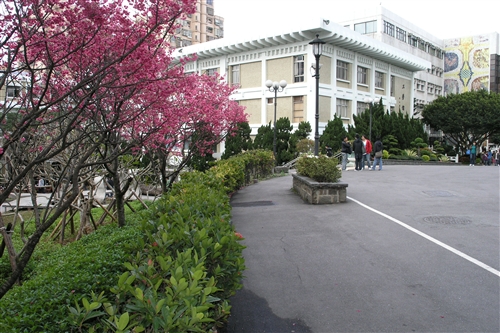 櫻花