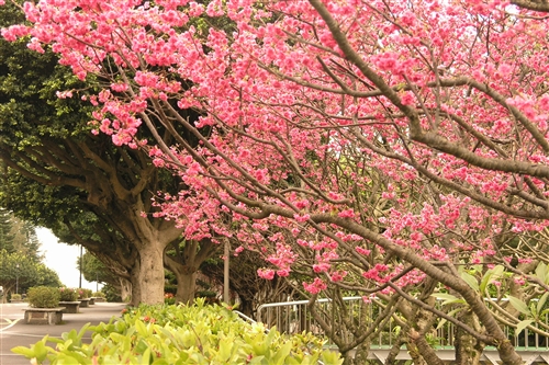 櫻花