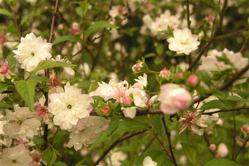 西洋梅-會文館前