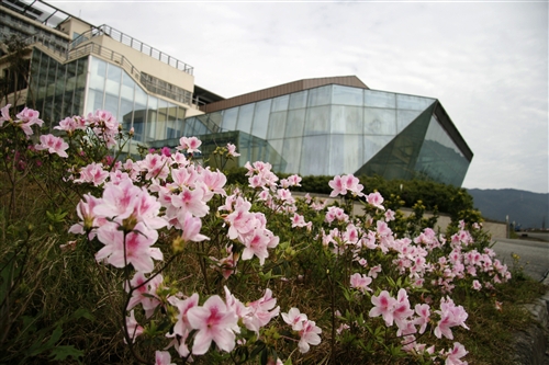 蘭陽校園杜鵑花