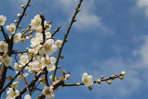 蘭陽校園梅花