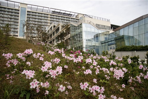 蘭陽校園杜鵑花