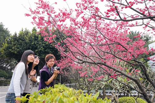 春櫻嬌豔迎學子