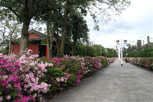 宮燈道的杜鵑花