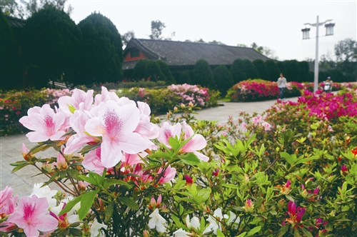 杜鵑妝點校園 繽紛動人