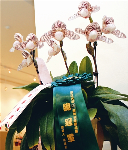 仙履展 拖鞋蘭風頭健