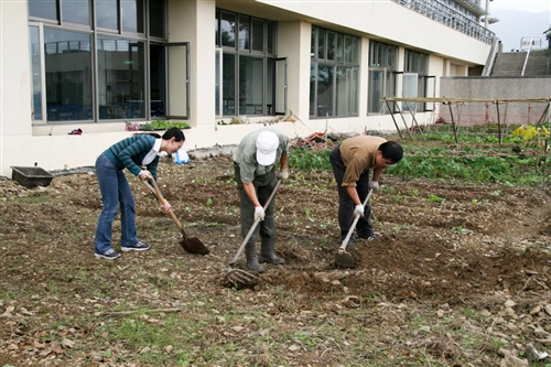 社群網站Facebook的虛擬「開心農場」，帶來了一股種田的風潮，但本校蘭陽校園早已掀起真實版的「種菜」熱潮，師生種得不亦樂乎，既能加菜又能享受種菜樂趣。