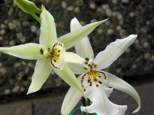 WelcomeProf. Dr. Klaus Dicke, Rector, the University of Jena, Germany