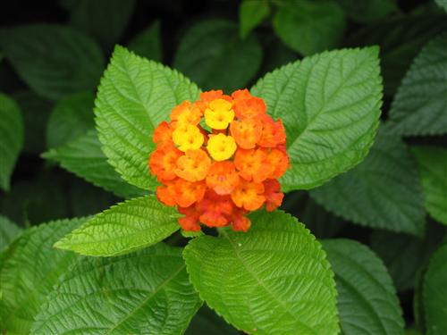 WelcomeProf. Dr. Klaus Dicke, Rector, the University of Jena, Germany