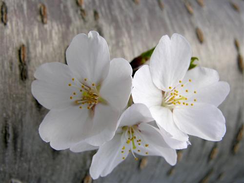 WelcomeProf. Dr. Klaus Dicke, Rector, the University of Jena, Germany