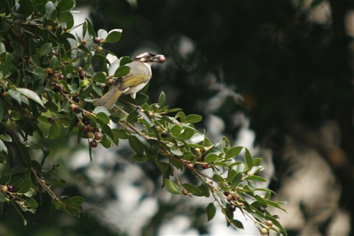 鳥語花香迎校友