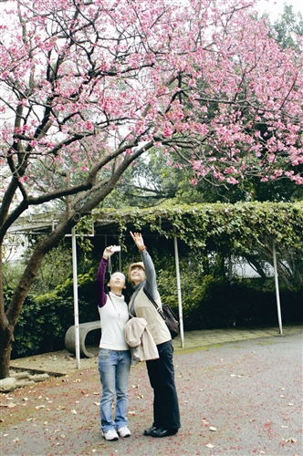 校園裡櫻花已經盛開，杜鵑也陸續開放，上圖為校友相約回校賞花。（攝影／曾煥元）