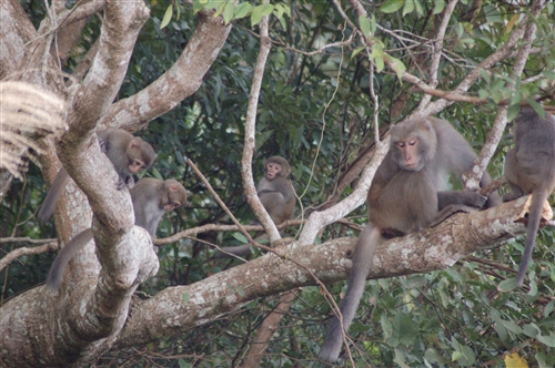 蘭陽校園原住民的生活
