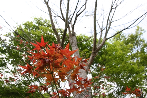 蘭陽校園的春天