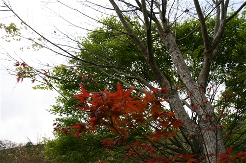 蘭陽校園的春天