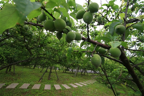 蘭陽校園的春天
