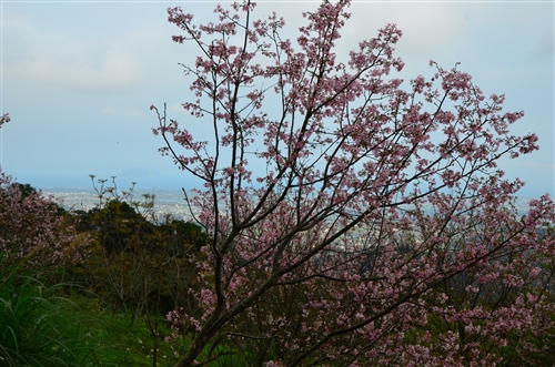 蘭陽校園的春天