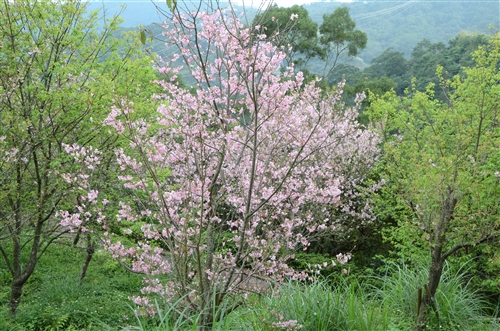 蘭陽校園的春天