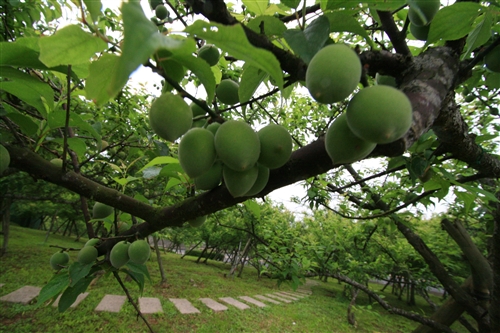 蘭陽校園的春天