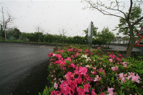 蘭陽校園的春天