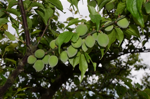 蘭陽校園的春天