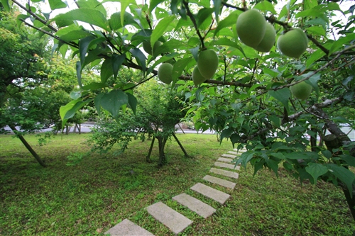 蘭陽校園的春天