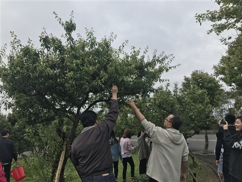 蘭陽校園全住宿書院【生態環境】主題活動-DIY有機紫蘇梅初體驗