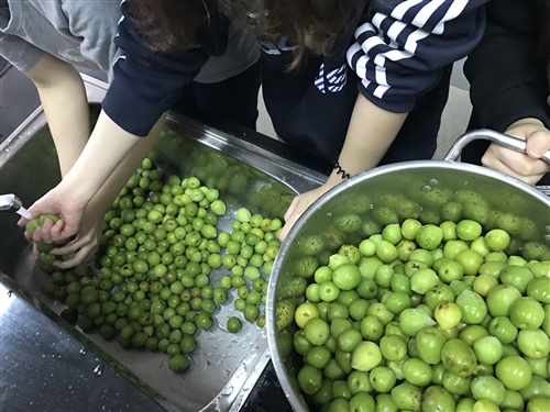 蘭陽校園全住宿書院【生態環境】主題活動-DIY有機紫蘇梅初體驗
