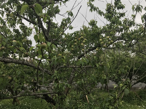 蘭陽校園全住宿書院【生態環境】主題活動-DIY有機紫蘇梅初體驗