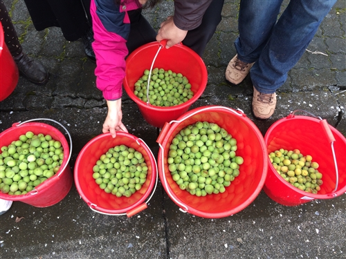 蘭陽校園全住宿書院【生態環境】主題活動-DIY有機紫蘇梅初體驗