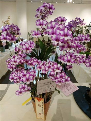 繽紛蘭花展 增添校慶色彩