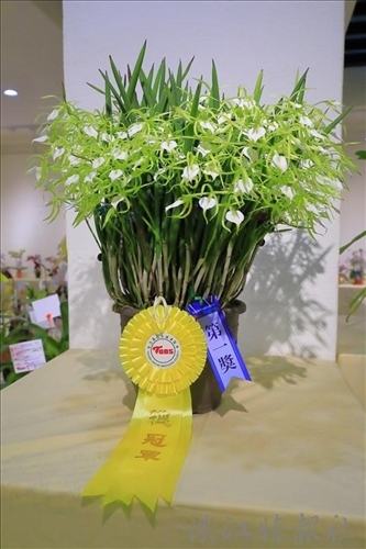 本屆校慶蘭花展