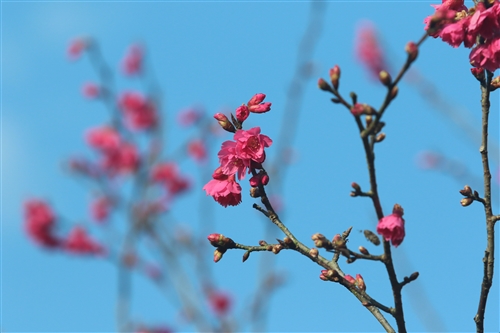 蘭陽校園山櫻花盛開