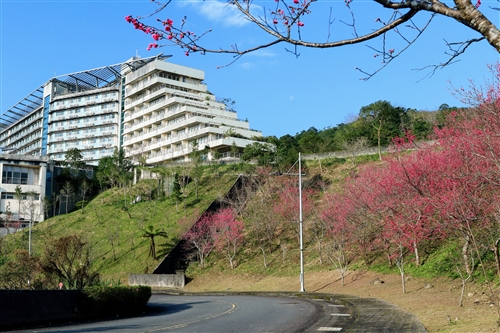 蘭陽校園山櫻花盛開
