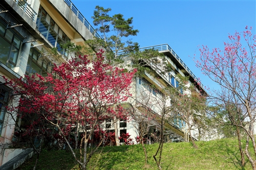 蘭陽校園山櫻花盛開