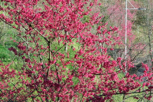 蘭陽校園山櫻花盛開