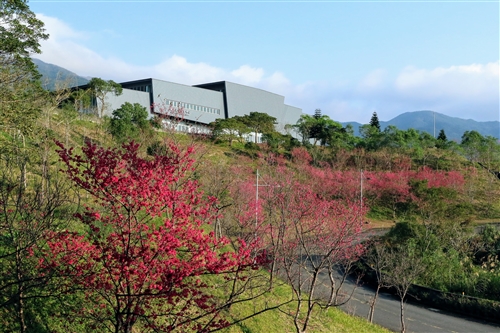 蘭陽校園山櫻花盛開