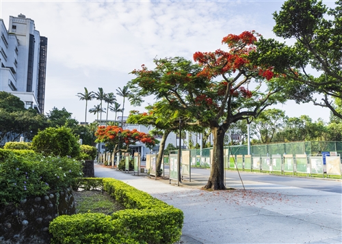 海報街鳳凰花03