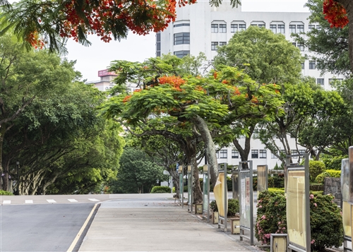 海報街鳳凰花01