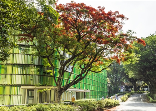 教育館鳳凰花02