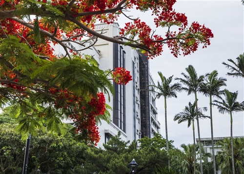 海報街鳳凰花04